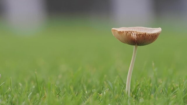 Light brown mushrooms in the lawn help decompose organic matter in the soil during the rainy season.