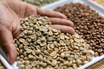 Fototapeta premium Sustainable Green Coffee and Roasted Beans: Crafting Specialty Espresso with Artisanal Focus in Organic Farming and Culinary Arts