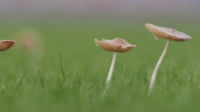 Light brown mushrooms in the lawn help decompose organic matter in the soil during the rainy season.