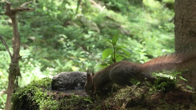 Scoiattolo rosso (Sciurus vulgaris) | Eurasian Red Squirrel Drinking and Eating Hazelnut and Chestnut 4K