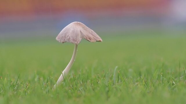 Light brown mushrooms in the lawn help decompose organic matter in the soil during the rainy season.