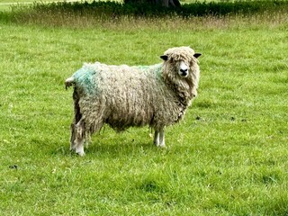 Fototapeta premium Curly fleeced sheep standing in lush green pasture looking towards the camera in a peaceful rural farming landscape.