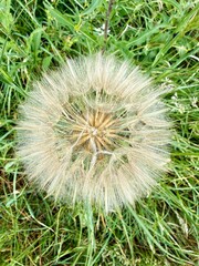 Obraz premium Close-up photograph of a mature wildflower seed head growing naturally in a summer meadow, showing intricate seed structure against a soft green background.