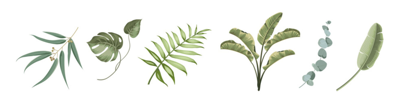 Set of tropical leaves and plants elements. Collection of eucalyptus