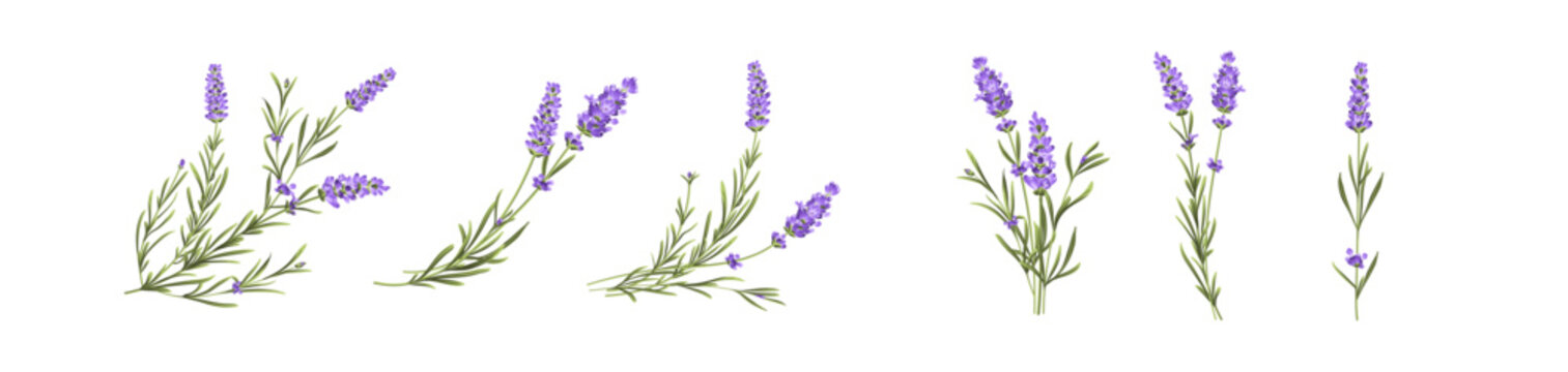 Set of lavender flowers elements. Collection of lavender flowers on a