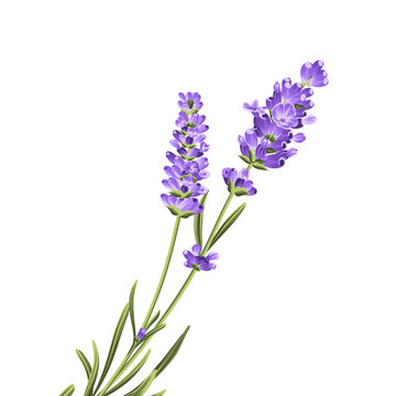 Hand drawn lavender bush vector illustration isolated