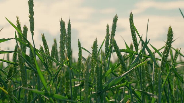 Ears green wheat with grain ripen in field in summer. Grain harvest ripens in summer. Field ripening wheat, sky. Agricultural business concept. Organic wheat. Grow wheat. Organic food. Green sprouts