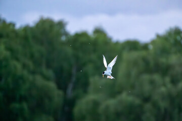 Fototapeta premium White tern in flight against overcast sky and green treetops