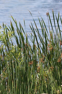 Amazing native plants in the genus Schoenoplectus, Typha, and Salix are often dominant in the few remaining natural permanently moist riparian shorelines of Coastal Los Angeles County.
