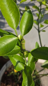 close up of a green plant