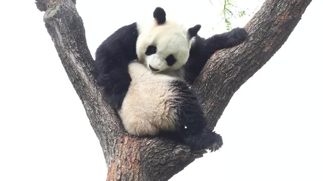 Funny Pose of Panda, Bai Tian , Beijing , China