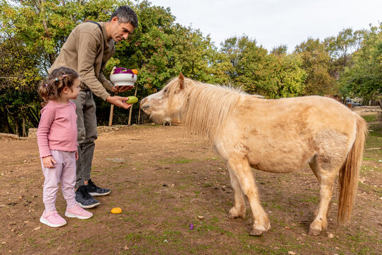 Man and girl feed vegetables to small horse farm, pony walk in meadow outside