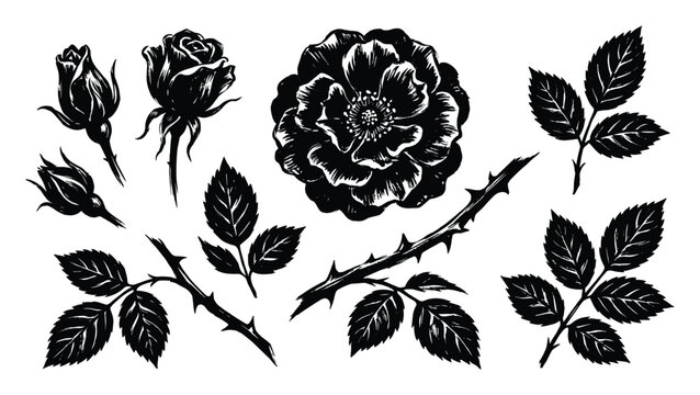 Black rose floral elements set isolated on transparent background