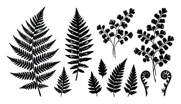 Detailed fern leaves silhouette collection for natural designs