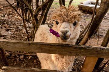 Lama alpaca in spacious paddock at domestic mammal farm meadow grazing pasture © Quntusho