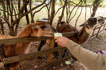 Lama alpaca in spacious paddock at domestic mammal farm meadow g © Quntusho