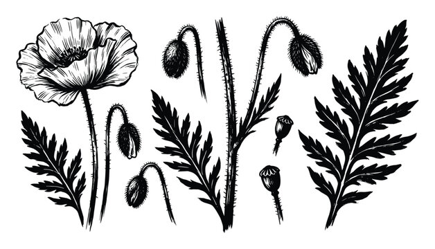 Poppy flowers buds and leaves on transparent background, detailed sketch