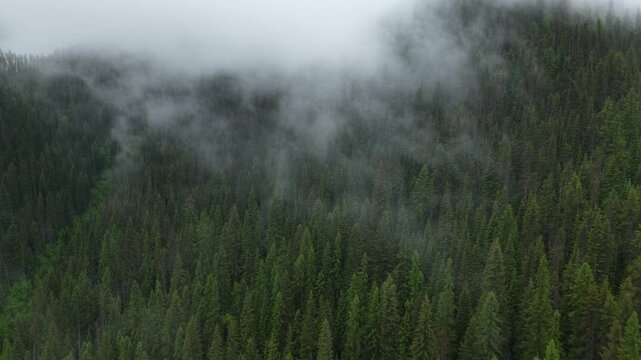 Aerial through low clouds in St Joe national forest near Wallace Idaho in spring