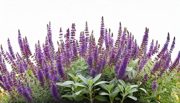 Common Sage With Blossoms Transparent Background
