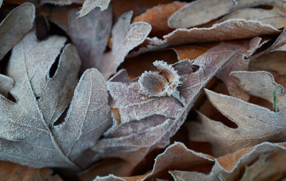 Hoar frost covers dead leaves and ground cover in a decidious forest