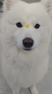 A white dog with a yellow mark on its forehead is standing on a gray surface in this video.