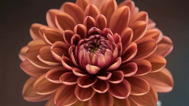 Closeup of a blooming coppercolored dahlia flower.