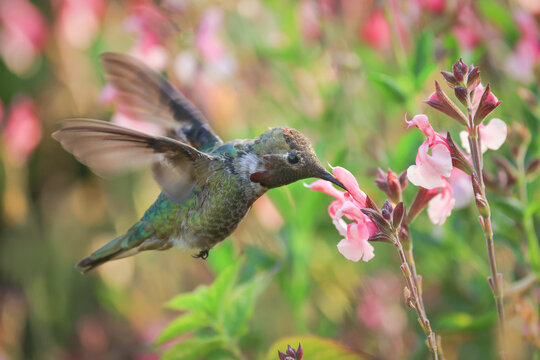 Flying Hummingbird with Flowers