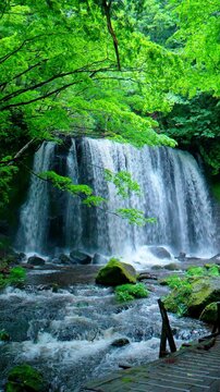新緑のもみじとダイナミックな水流が美しい初夏の達沢不動滝 縦型動画