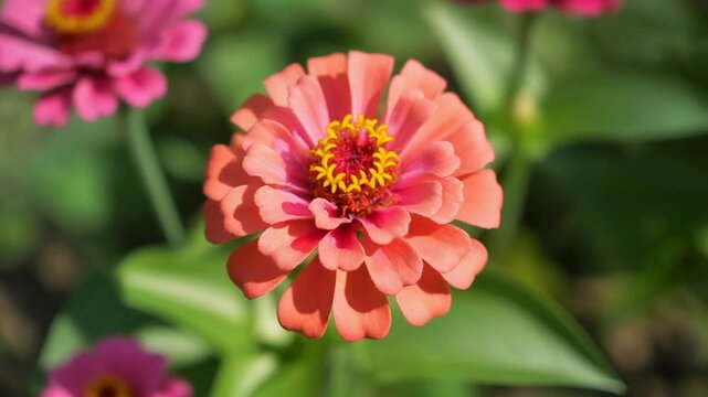Closeup of a vibrant coral zinnia flower in full bloom.