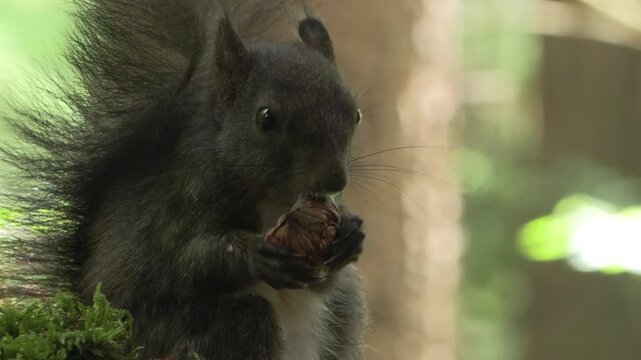Scoiattolo rosso (Sciurus vulgaris) | Eurasian Red Squirrel Drinking and Eating Hazelnut and Chestnut 4K
