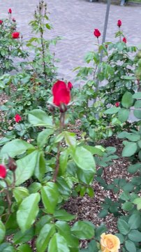 Slider shot from beige yellow roses to deep red roses