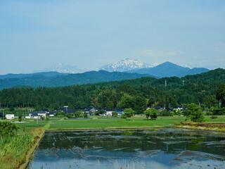 初夏の長野県の村の水田とアルプス連峰の雪景色 © zheng qiang