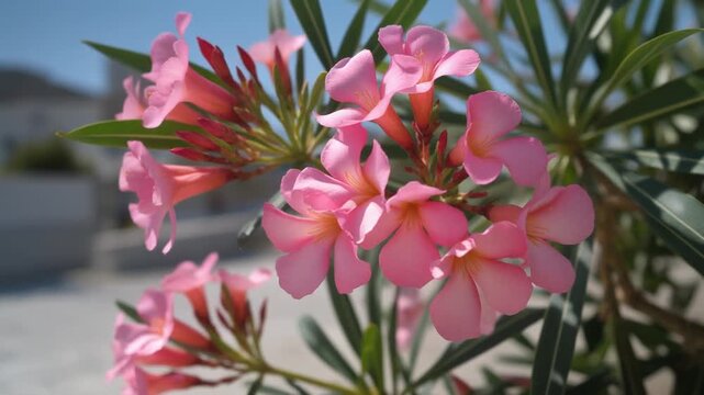 Closeup of vibrant pink oleander flowers blooming in sunlight.