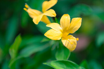 Fototapeta premium Bright yellow rain lily flowers blooming soft green bokeh background highlighting delicate petals natural beauty vibrant garden freshness