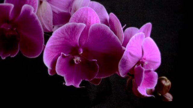 Flores de orqu&iacute;deas de color p&uacute;rpura oscuro en iluminaci&oacute;n de calve baja con efecto bokeh.