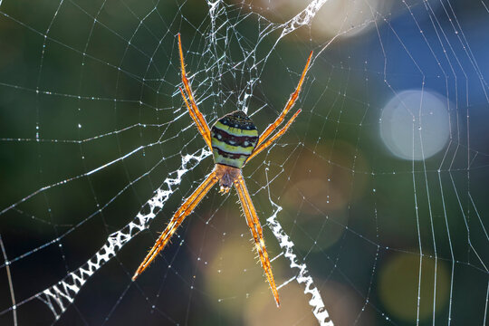 Australian St. Andrew&rsquo;s Cross Spider in web