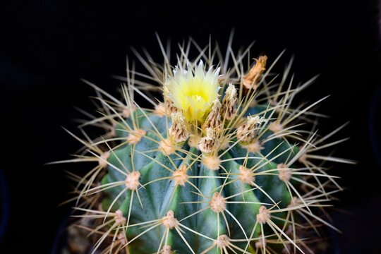 Potted cactus ferocactus glaucescens with sharp spines and yellow flower grows on black background