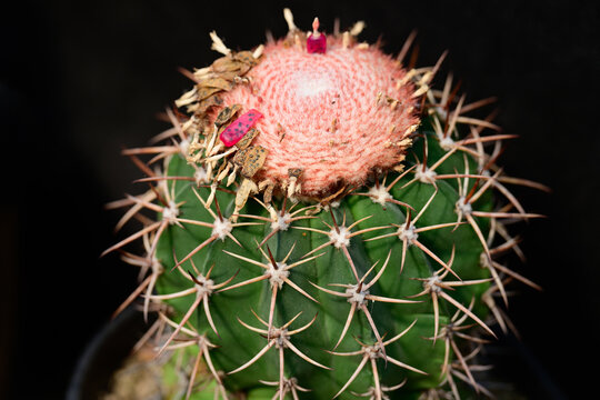 Potted cactus melocactus curvispinus with cephalium and sharp spines grows on isolated black background