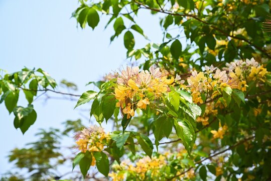 Beautiful yellow flowers of crateva religiosa spider tree blooming on branches under bright summer sky in tropical garden
