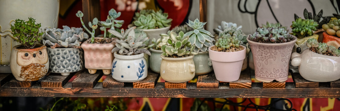 Assortment of various mini succulent plants in small decorative ceramic pots arranged on wooden shelf at retail flower market shop display