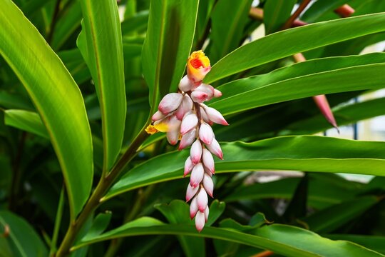 Close up view of one shell ginger alpinia zerumbet flower blooming on branch with long green leaves in garden in Macau