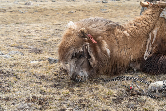 Close-Up Portrait of Resting Bactrian Camel with Shaggy Winter Coat and Rope Halter on Alpine Steppe, Mongolian Altai