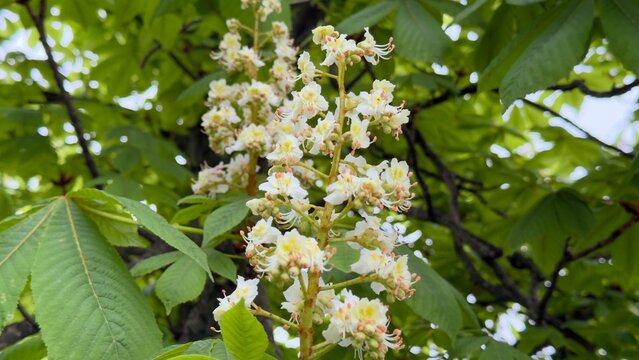 White horse chestnut blossoms in spring park, blooming candle flowers on green tree branches background