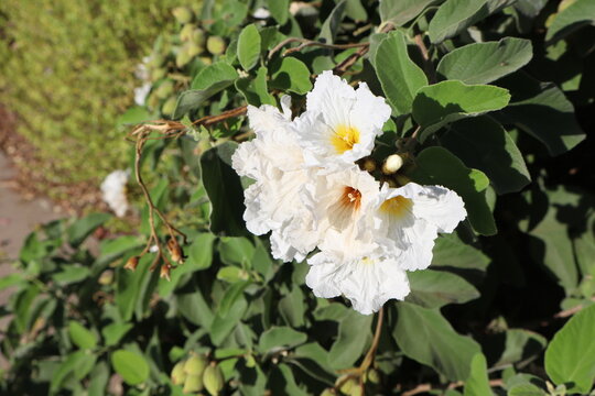 White opened flowers of Anacahuita, Cordia Boissieri in early spring morning, closeup