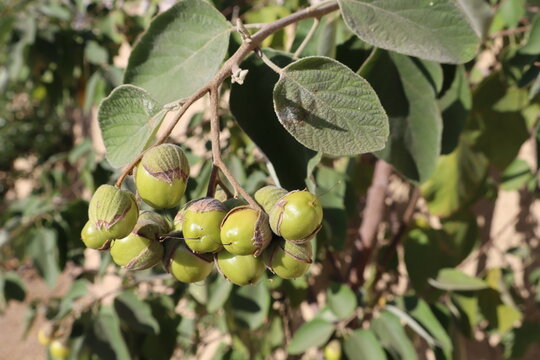 Anacahuita Cordia boissieri green fruits with a slight yellowish tint growing in a tight cluster