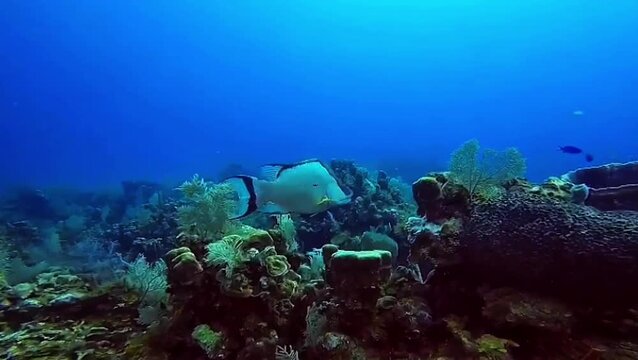Hogfish swimming over a coral reef in the Caribbean Sea
