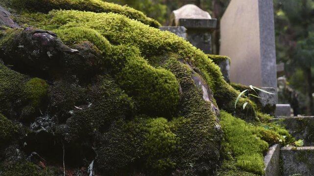 Moss of Okunoin, Koyasan &ndash; UNESCO World Heritage, Wakayama, Japan　世界遺産 高野山「奥之院の苔」和歌山県高野町