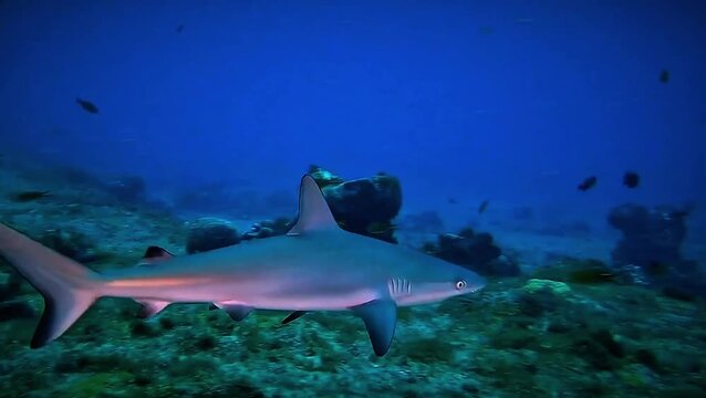 Lemon shark swimming in the blue waters of Fernando de Noronha, Brazil
