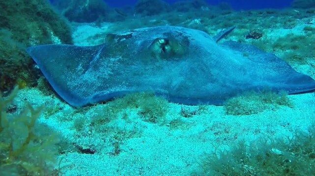Yellow stingray resting on the sandy seabed in Fernando de Noronha, Brazil
