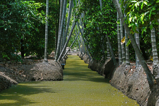 areca trees at groove canal